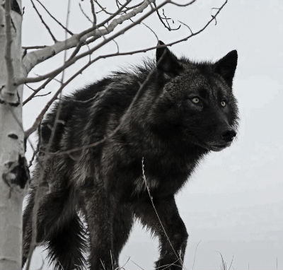 Black wolf stock image